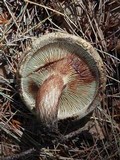 Paxillus involutus image