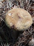 Paxillus involutus image