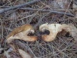 Paxillus involutus image