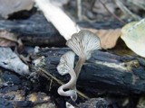 Tephrocybe atrata image