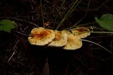 Hygrophoropsis aurantiaca image
