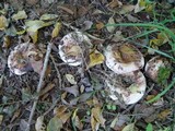 Lactarius controversus image