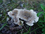 Abortiporus biennis image