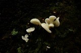 Pleurocybella porrigens image
