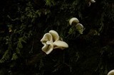 Pleurocybella porrigens image