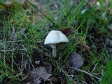 Leucocoprinus cepistipes image