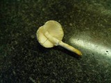 Leucocoprinus cepistipes image