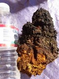 Inonotus obliquus image