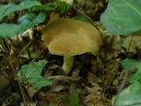 Boletus subtomentosus image