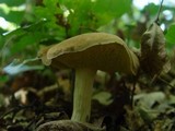 Boletus subtomentosus image