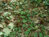Boletus erythropus image