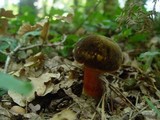 Boletus erythropus image