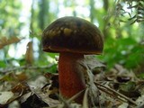 Boletus erythropus image