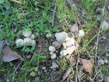 Pholiota gummosa image
