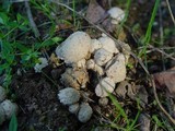 Pholiota gummosa image