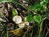 Pholiota gummosa image