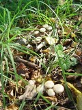 Pholiota gummosa image