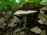 Clitopilus prunulus image