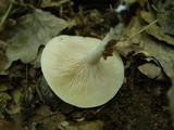 Clitopilus prunulus image