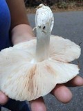 Pluteus petasatus image