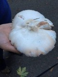 Pluteus petasatus image