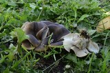 Hohenbuehelia petaloides image