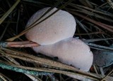 Hydnellum peckii image