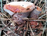 Hydnellum peckii image