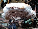 Hydnellum peckii image