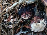 Hydnellum peckii image