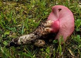 Fistulina hepatica image
