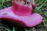 Fistulina hepatica image