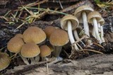 Psathyrella piluliformis image