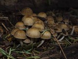 Psathyrella piluliformis image