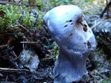 Cortinarius traganus image