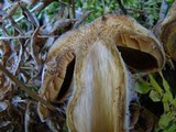 Cortinarius traganus image