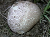 Calvatia pachyderma image