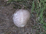 Calvatia pachyderma image