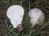 Calvatia pachyderma image