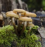 Kuehneromyces mutabilis image