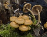 Kuehneromyces mutabilis image