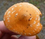 Leratiomyces squamosus image
