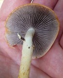 Leratiomyces squamosus image