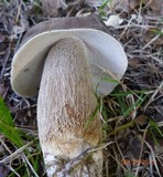 Boletus variipes var. fagicola image