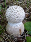 Amanita ravenelii image