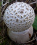 Amanita ravenelii image