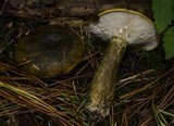 Lactarius turpis image