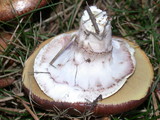 Suillus luteus image