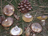 Suillus luteus image