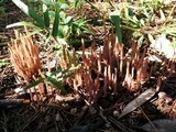 Alloclavaria purpurea image